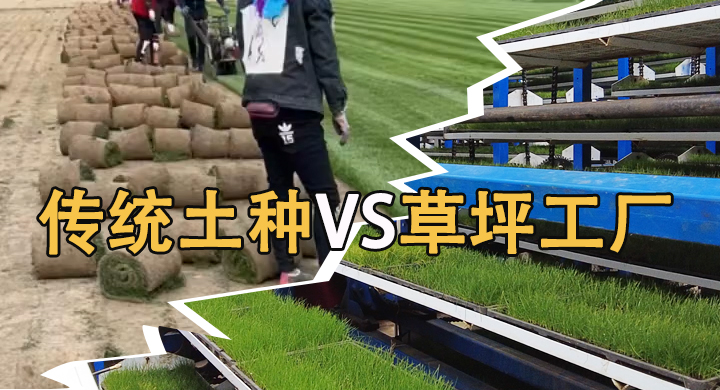 草坪产业升级丨草坪工厂化种植如何破解“非粮化”困局？ 